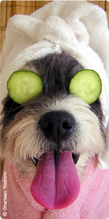 mediahappytails
