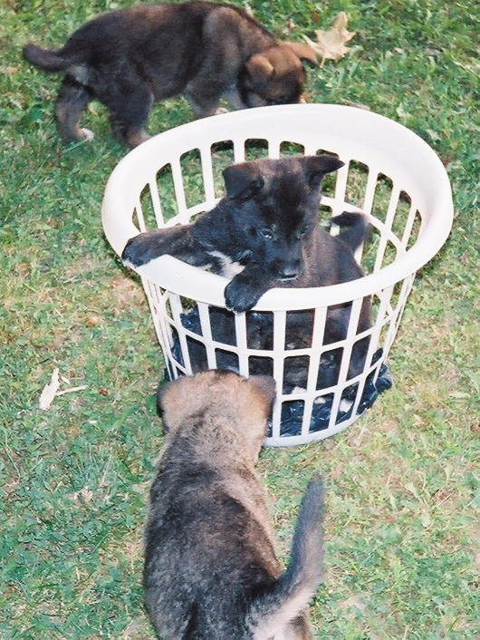 edited dogs edited dogs