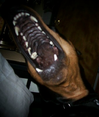 my what big teeth