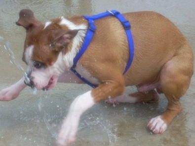 waterdog waterdog