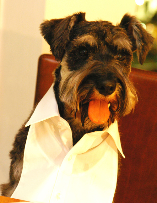 dogbib.jpg